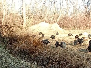 купить кошку бишкек: Продаю | Индюк (самец) | Для разведения | Племенные — 12