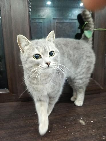 кхао мани: 11 месяцев, Девочка — 2