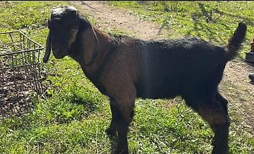 Продаю | Козлёнок | Нубийская | Для разведения | Племенные