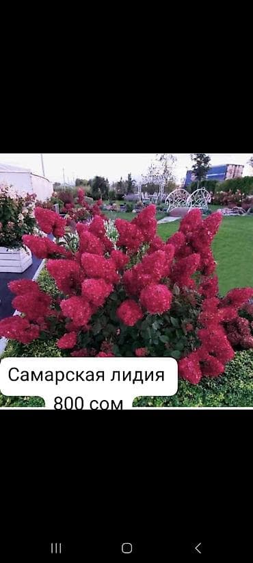 Гортензии: Саженцы — 3