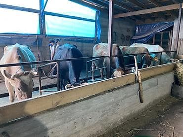 o store: Домашнее молоко 🥛 Коровы все здоровые имеются справки от ветеринара — 3