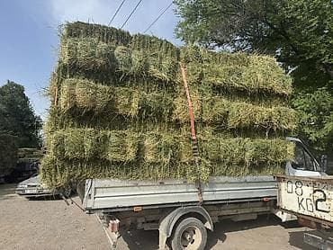 дарым: Таза беде плотный кургак — 2