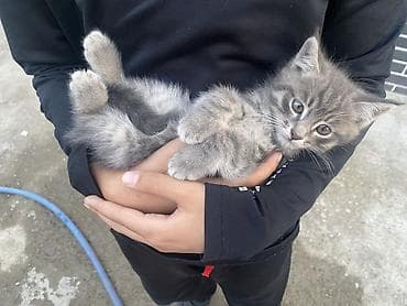 кошка серый: Ищем любящий дом для котят 🐾 Им ровно 2 месяца — остались 1 мальчик и — 5