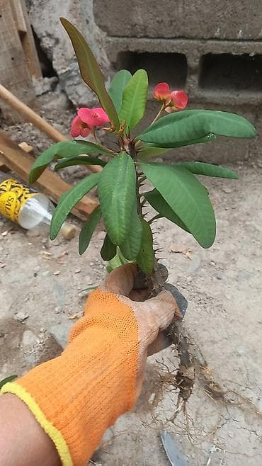 молочай гранта: Молочай Милла (Euphorbia milii), укоренённый отросток с открытой — 1