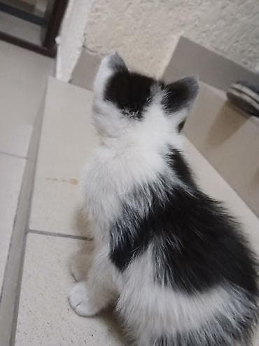 scottish fold: СРОЧНО!!! ОТДАМ КОТЕНКА В ХОРОШИЕ РУКИ!! Котёнок, двуцветный — 2