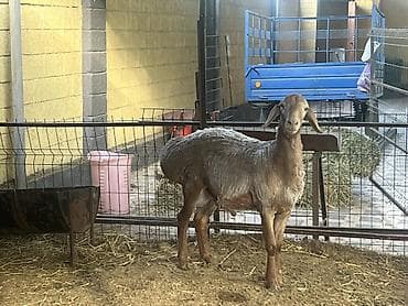 кролик нзб: Продаю | Баран (самец) | Для разведения | Племенные — 7