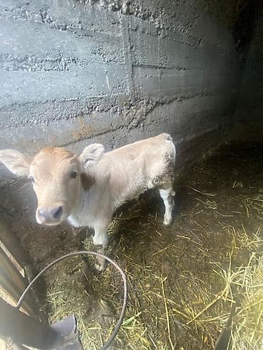 Сатам | Музоо | Бордоп семиртүү үчүн | Жасалма уруктандырылган