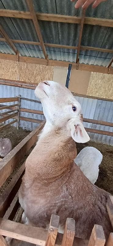 сары булун: Сатам | Кочкор (эркек) | Көбөйтүү үчүн | Асыл тукумдуу — 2