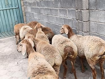 кошка домик: Продаю | Ягненок | Арашан | Для разведения | Ярка — 3