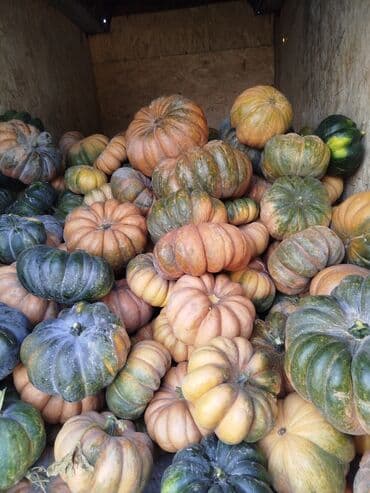 тыквенные семечки цена бишкек: Тыквы КОРМОВАЯ. СВЕЖАЯ ЭТОГО ГОДА. Цена 6 сом. С доставкой!!! — 4