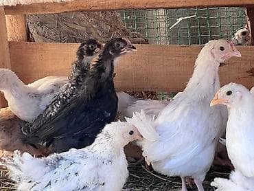 курица несушки: Продаю | Цыплята | На забой — 4