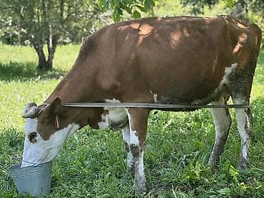 киска 15: Продаю | Корова (самка) | Для молока | Привязанные — 6