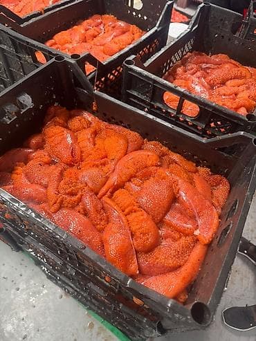 Икра: ПРОДАЁТСЯ красная форелевая слабо и среднесоленая икра! 1 кг 2500 — 2