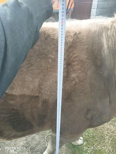 куплю корову на мясо: Продаю | Корова (самка) | На забой | Не стельные — 3