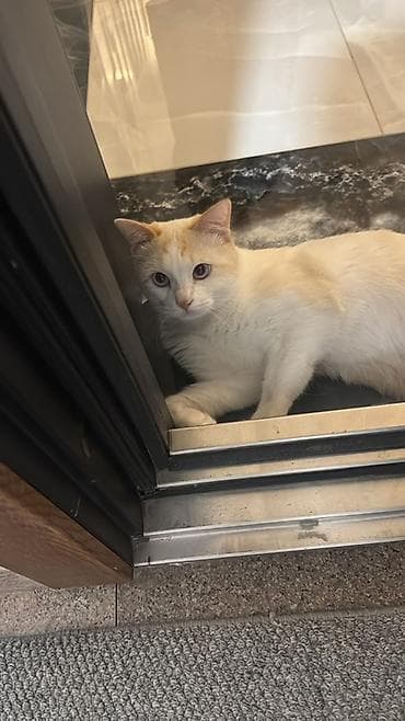 кошки на обувь: Отдам кота в добрые и ответственные руки ❤️ Кот домашний, спокойный и — 6