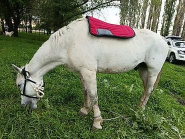 петух голошейка: Продаю | Конь (самец) | Конный спорт | Мерин — 2