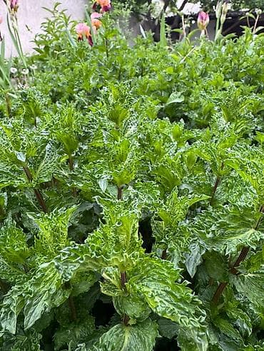 Мята курчавая (Mentha x piperita var. crispa) —