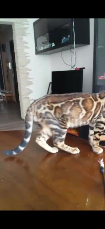 купить породистых котят: Красивейшие бенгальские котята .вырастают вот такими красавцами очень — 5