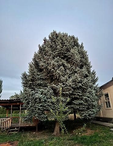 Ель голубая (Picea pungens), крупномерное декоративное дерево. -