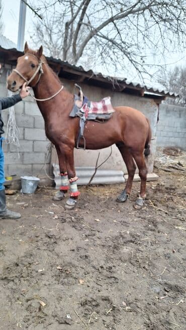 Продаю | Конь (самец) | Дончак | Для разведения, Рабочий, Конный спорт | Племенные