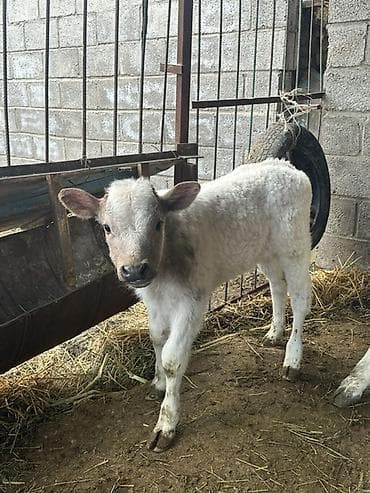 обмен на корову: Продаю | Бык (самец) | На откорм — 1