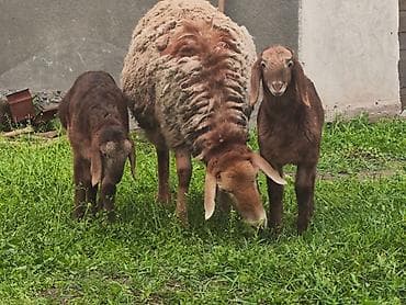 улей для пчел: Продаю | Овца (самка), Ягненок | Арашан | Для разведения | Матка — 1