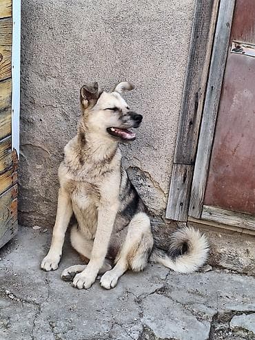 каракол собаки: Ит бекер берилет: 4 айлык, Ургаачы — 9