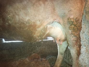 корова щвиц: Продаю | Корова (самка) | Для молока — 2