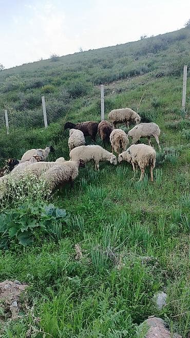 расрочка уй: Продаю | Овца (самка) — 1