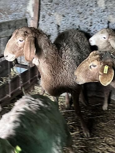 Башка жаныбарлар: Сатам | Ургаачы кой (ургаачы) | Көбөйтүү үчүн — 3