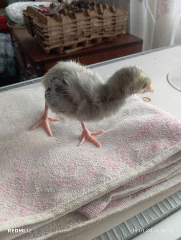 Ветеринар кызматы: Сатам | Балапан күрп | Союуга | Асыл тукумдуу — 2