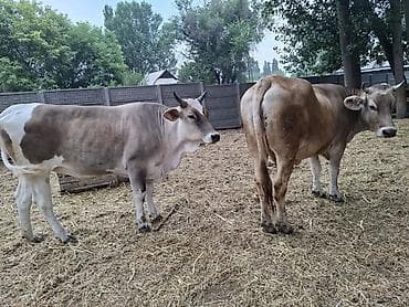 Продаю | Корова (самка) | Для молока — 6