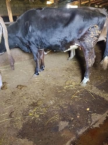 лекарство для животных: Продаю | Корова (самка) | Для молока | Нетель — 2