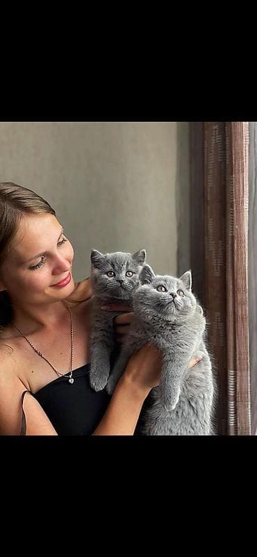 кошка в бишкеке: Британская короткошёрстная, 2 месяца, Мальчик — 3