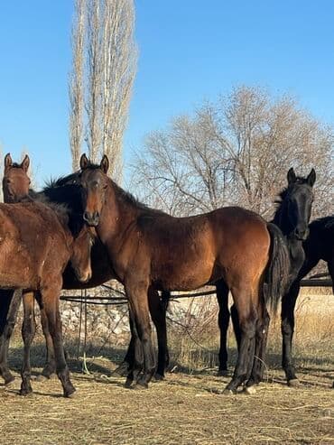 в связи с переездом отдам попугая жако в добрые руки: Продаю | Жеребец | Для разведения — 6