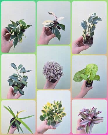 газон готовый: ● Комнатные растения (укоренённые черенки, молодые растения, взрослые — 1