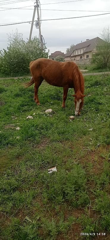 кобыла бее: Продаю | Кобыла (самка) | Дончак | Рабочий | Мерин — 2
