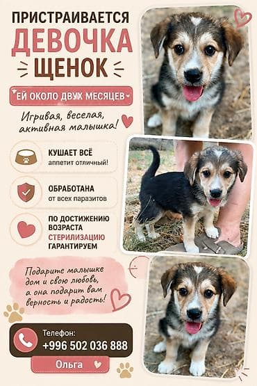 Собаки: Собака даром: Дворняжка, 2 месяца, Самка — 1