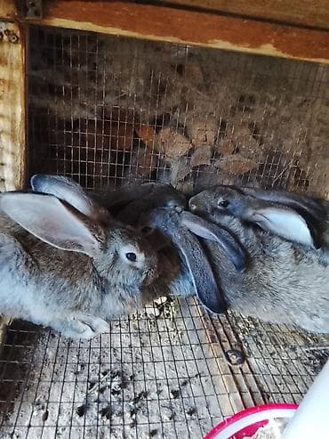 голуби животное: Продаю | Крольчата | Фландр | Для разведения — 3