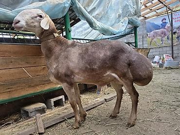 Животные: Продаю | Баран (самец) | Арашан — 4