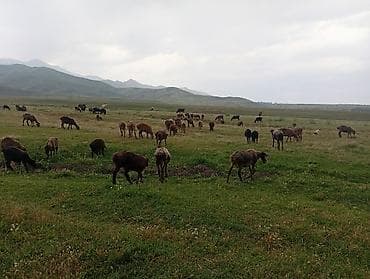 ягнята меринос: Продаю | Овца (самка), Ягненок, Баран (самец) | Гиссарская, Полукровка, Меринос | На забой, Для разведения | Племенные, Котные, Осеменитель — 3