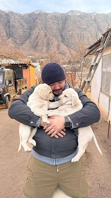 Ит кууту: Щенки лабрадора ретривера, палевого окраса. - Порода: лабрадор — 1