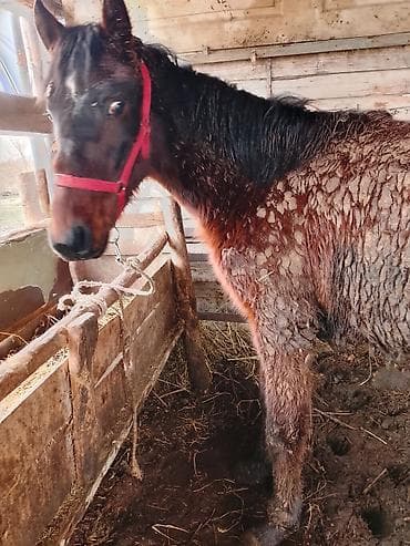 Аквариумдар: Сатам | Байтал | Англиялык | Көбөйтүү үчүн | Мерин — 4