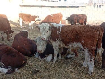 Айыл-чарба жаныбарлары: Сатам | Бука (эркек) | Герефорд | Бордоп семиртүү үчүн — 9