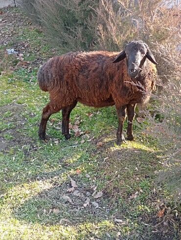 дорпер овцы: Продаю | Овца (самка) | Для разведения — 1