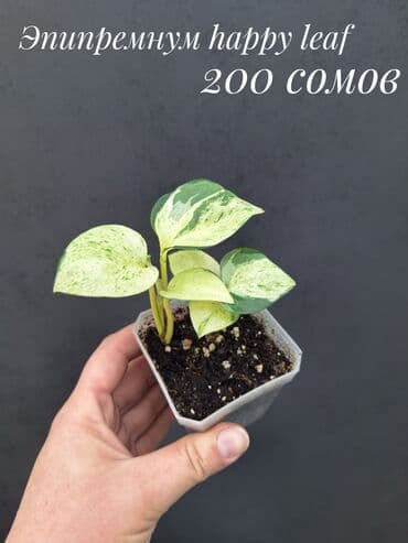 живые растения в аквариум купить: Комнатные растения, цветы (молодые растения, взрослые экземпляры). Не — 27