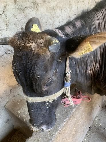 продаю кукуруза: Продаю | Корова (самка) — 4