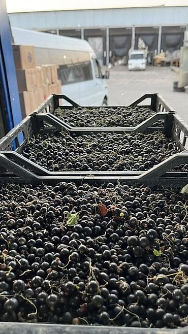 один штук: Свежезамороженные и свежие ягоды Ассортимент: - Малина — целая — 4