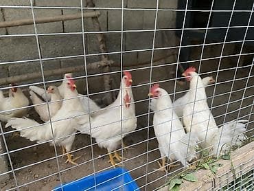 куры жерси: Продаю | Куры | Несушки — 3