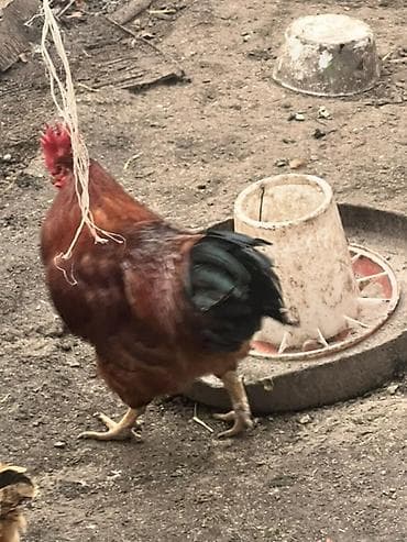 Услуги ветеринара: Продаю | Петух | Для разведения — 3